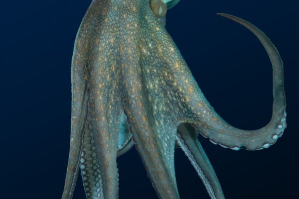 Kraken это что такое