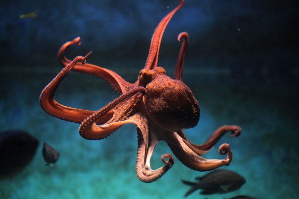Пользователь не найден kraken